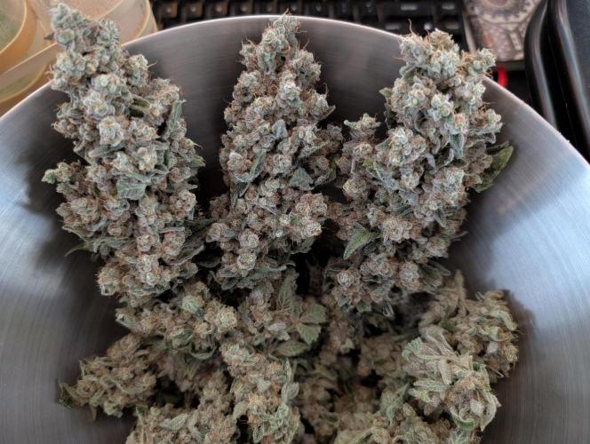 Fritter Fondue DWC. Week 10