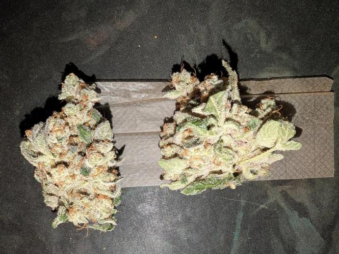 Fritter Fondue DWC. Week 10