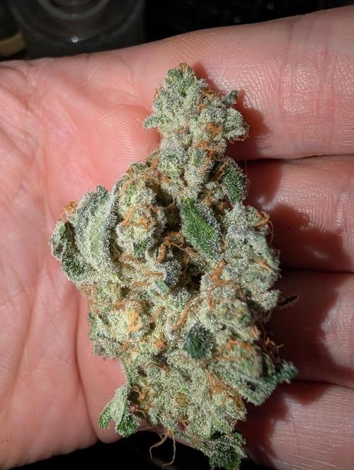 Fritter Fondue DWC. Week 10