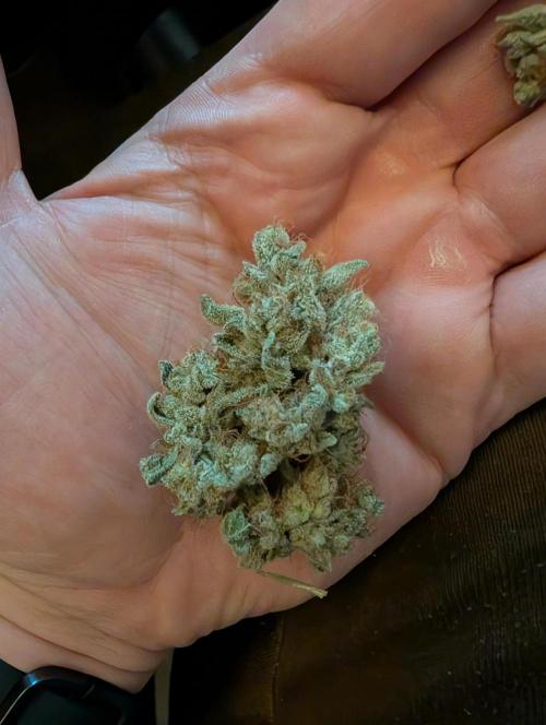 Fritter Fondue DWC. Week 10