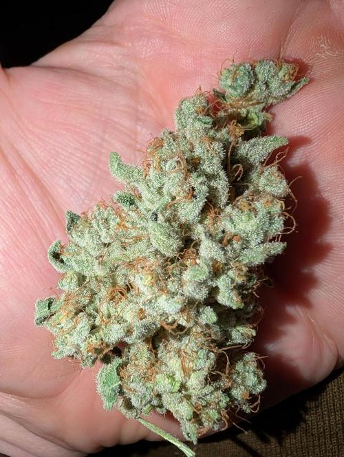 Fritter Fondue DWC. Week 10