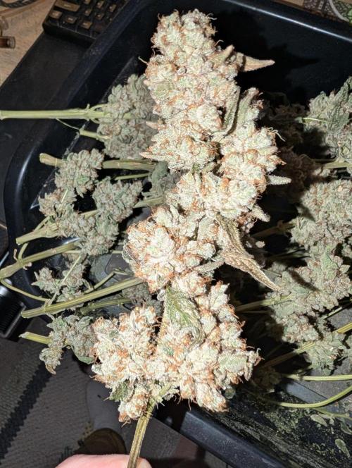 Fritter Fondue DWC. Week 10