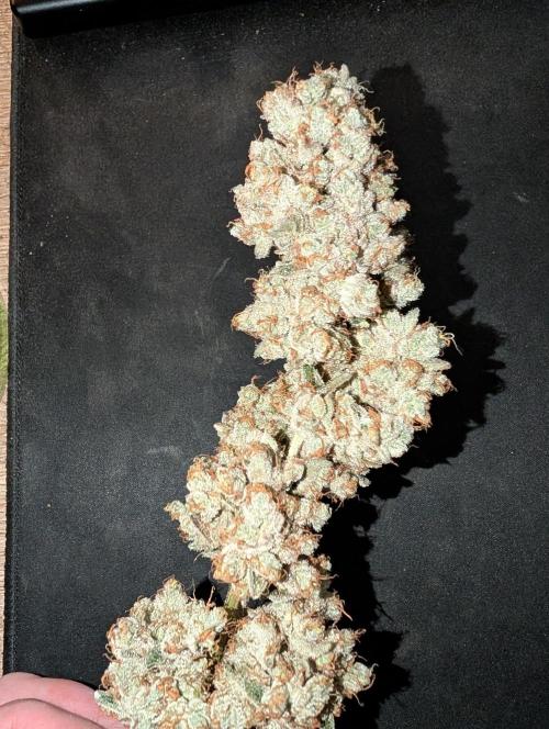 Fritter Fondue DWC. Week 10