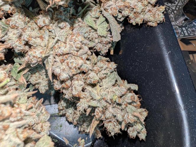 Fritter Fondue DWC. Week 10