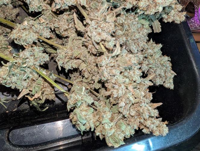 Fritter Fondue DWC. Week 10