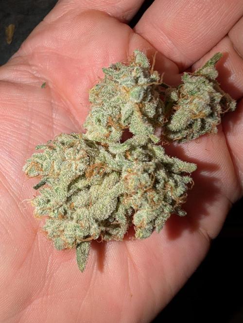 Fritter Fondue DWC. Week 10