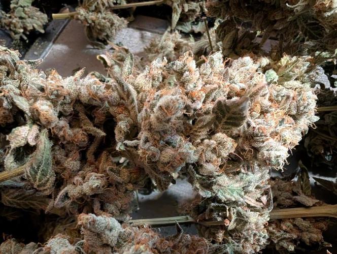 Fritter Fondue DWC. Week 10