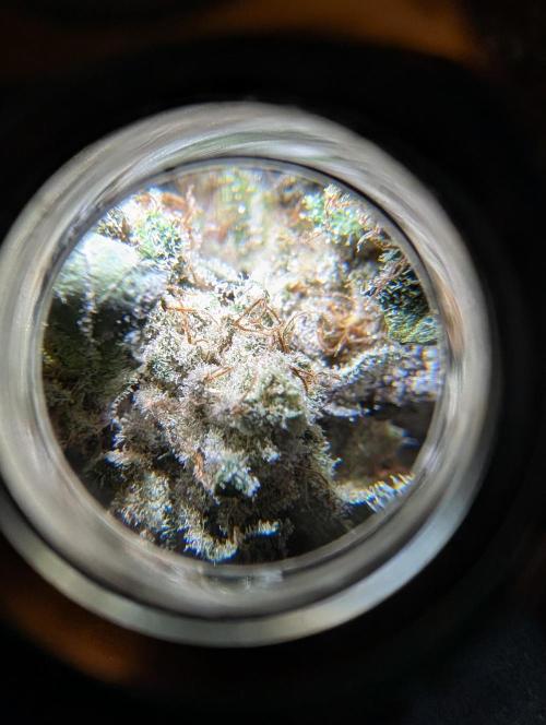 Fritter Fondue DWC. Week 10