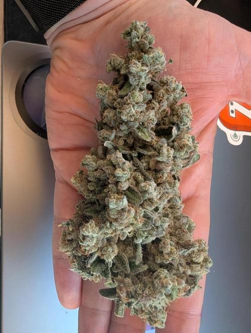 Fritter Fondue DWC. Week 10