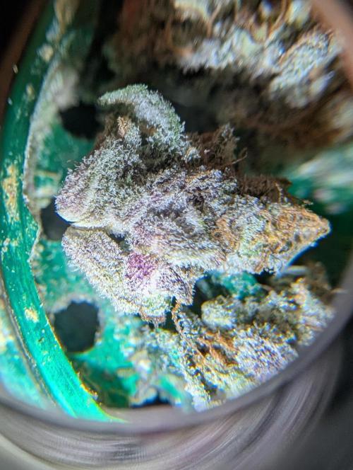 Fritter Fondue DWC. Week 10