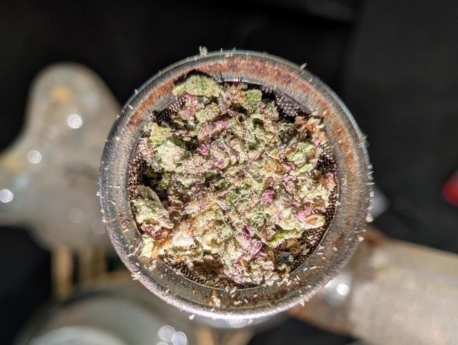 Fritter Fondue DWC. Week 10