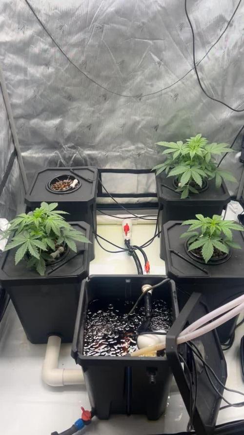 Sticky Beast Auto