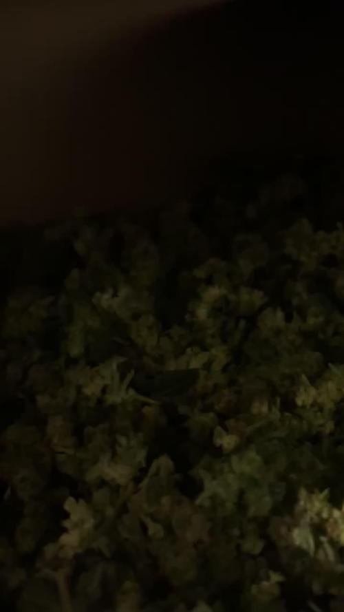 Sticky Beast Auto