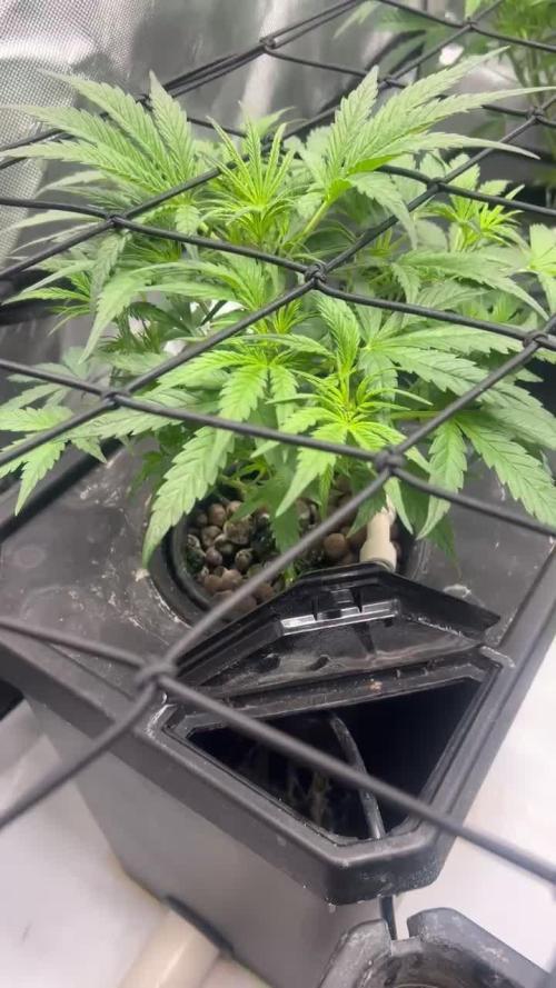 Candy Auto