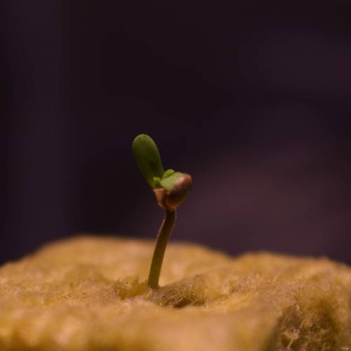 BC Diesel - Blimburn Seeds. Week 1