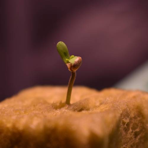 BC Diesel - Blimburn Seeds. Week 1