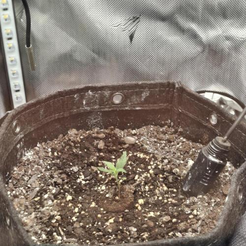 Purple Haze Auto May 2026. Week 1 - Early Veg Stage 