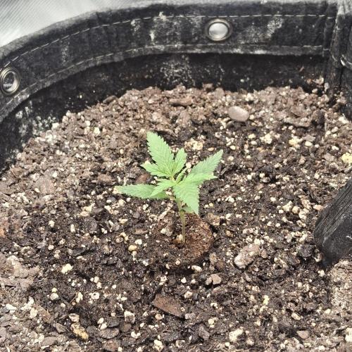 Purple Haze Auto May 2026. Week 1