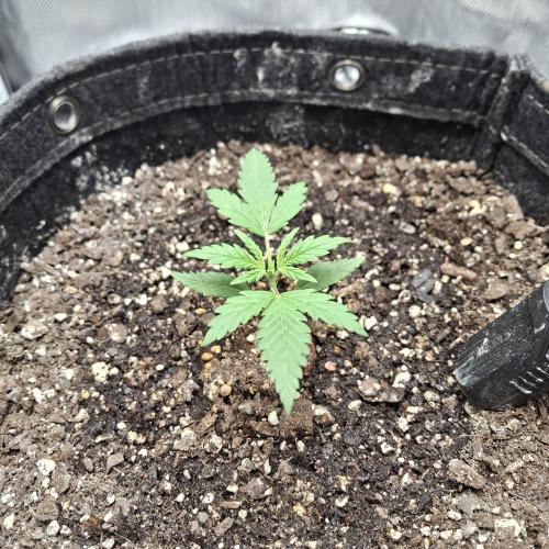 Purple Haze Auto May 2026. Week 1 - Full Veg Stage,Upping Nutrients Next Feed 