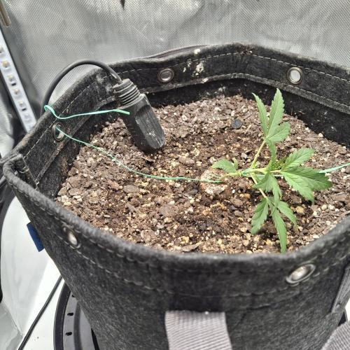 Purple Haze Auto May 2026. Week 1 - Started LST training May 21st 2wks and a day after sprouting 