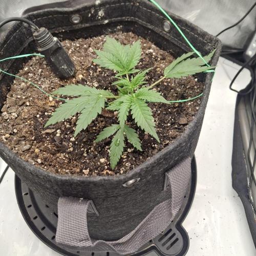 Purple Haze Auto May 2026. Week 2 - Sunday May 24th start of 2nd wk of veg stage took LST training very well and started medium strength