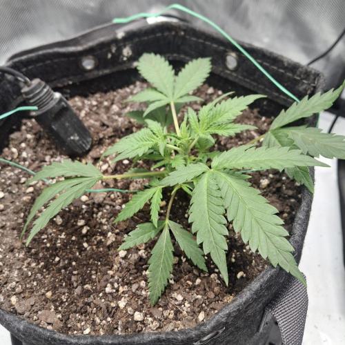 Purple Haze Auto May 2026. Week 2