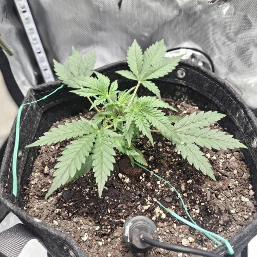 Purple Haze Auto May 2026. Week 2 - Shes Spreading out so raised my light to 28inches frm canopy for some stretch 