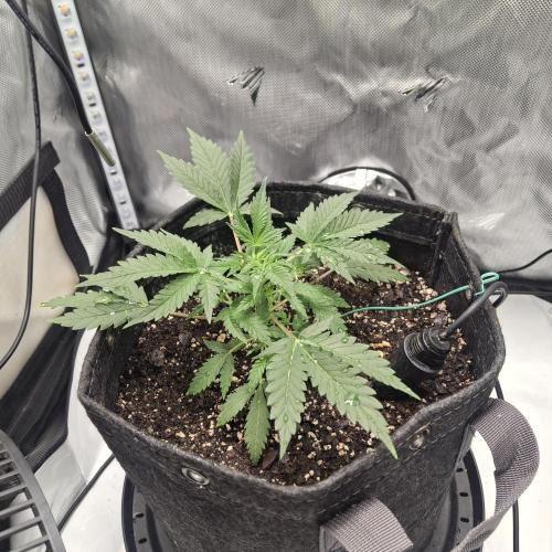 Purple Haze Auto May 2026. Week 2 - May 29th
Raised My Sensi Grow A&B to 3 mL/gal 
Stopped LST training and letting her grow out