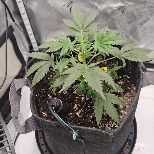 Purple Haze Auto May 2026. Week 3 - Sunday 