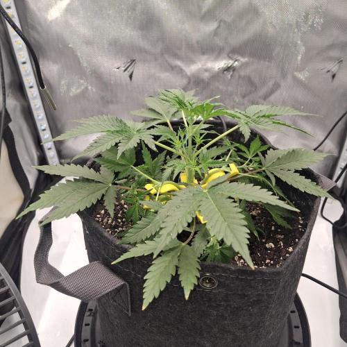Purple Haze Auto May 2026. Week 3 - Sunday 
