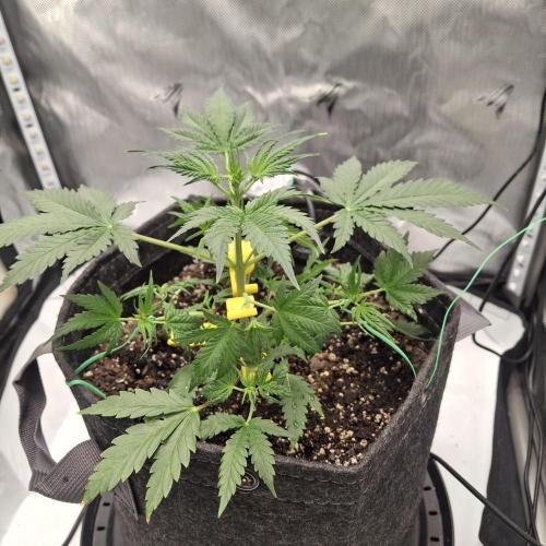 Purple Haze Auto May 2026. Week 3 - Thursday 