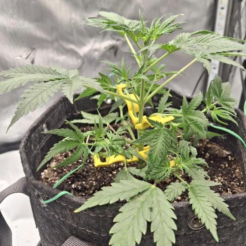 Purple Haze Auto May 2026. Week 3 - Thursday 