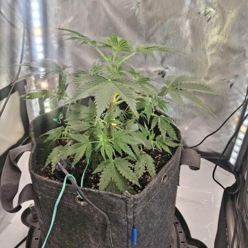 Purple Haze Auto May 2026. Week 3 - Saturday end of week 3 Veg Stage 