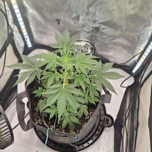 Purple Haze Auto May 2026. Week 3 - Saturday end of week 3 Veg Stage 