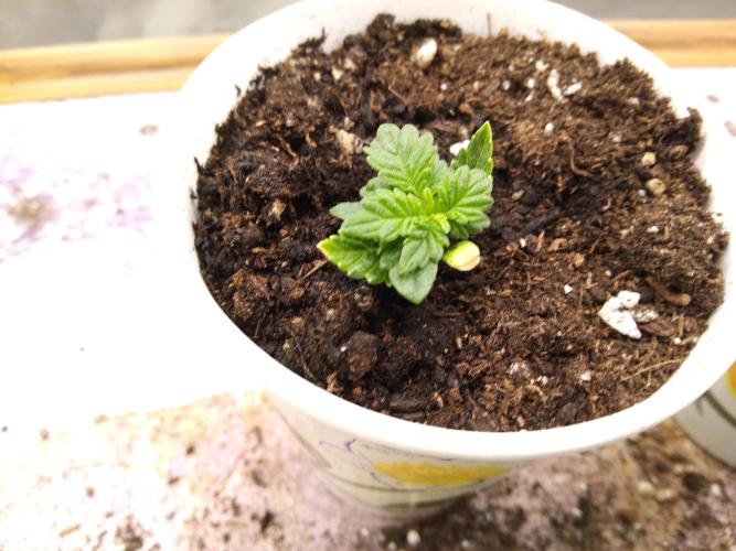 Maine 2026. Week 6 - Baby mutation. She grew out of it.