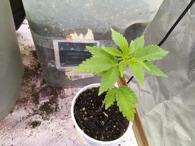 Maine 2026. Week 6 - 4 weeks ago, b4 transplant and shock.