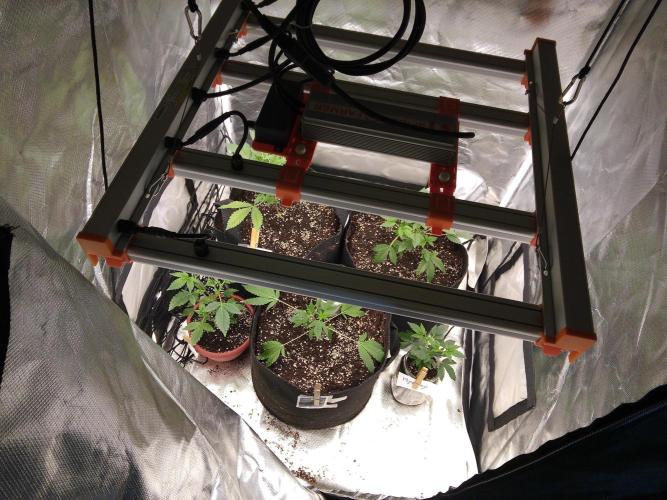 Maine 2026. Week 6 - spider farmer led and 2x2 tent