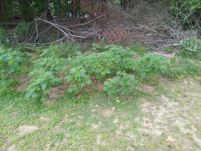 Maine 2026. Week 21 - the backups