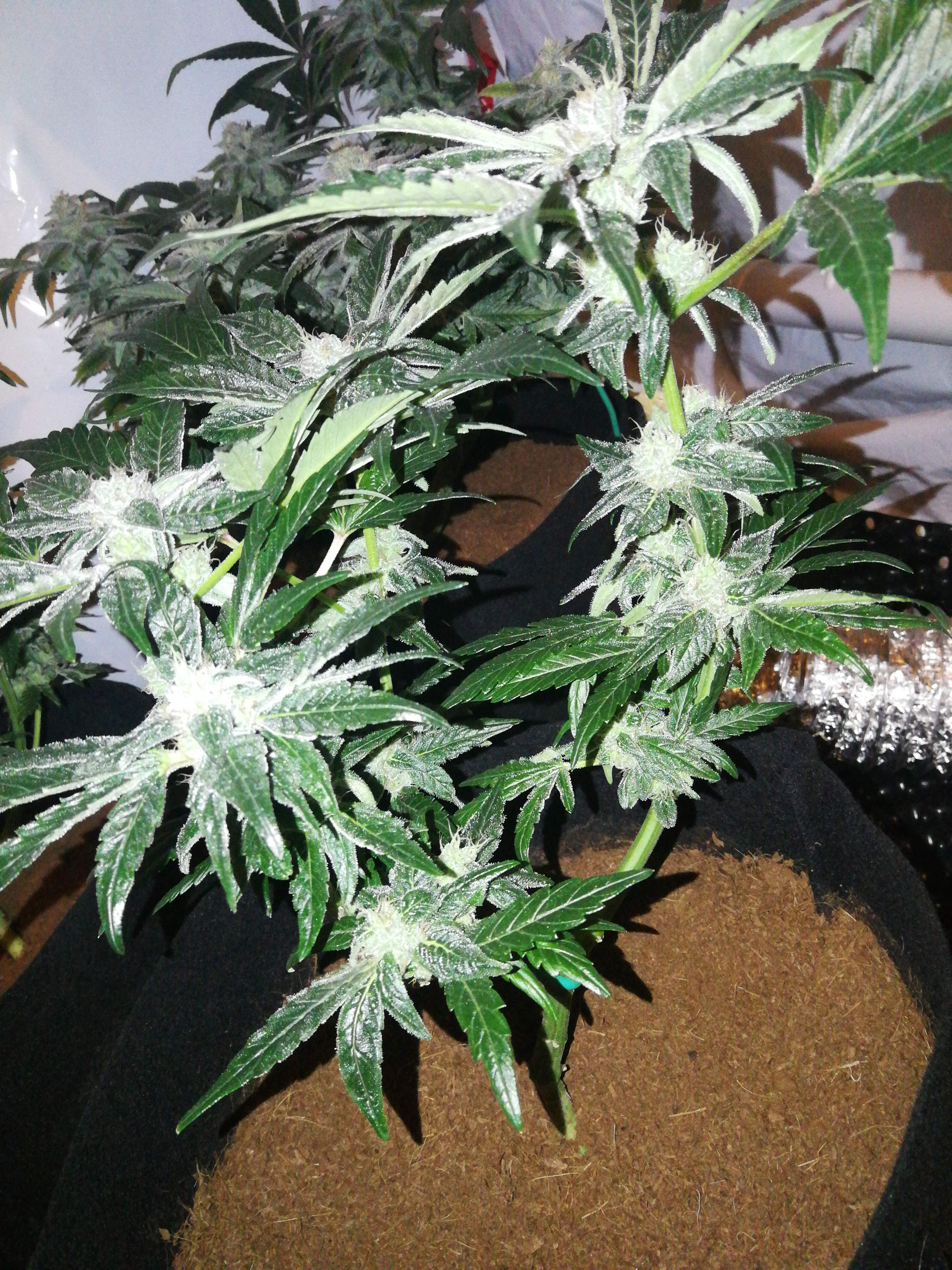 Seedsman Badazz Cookies OG grow diary (journal) week10 by