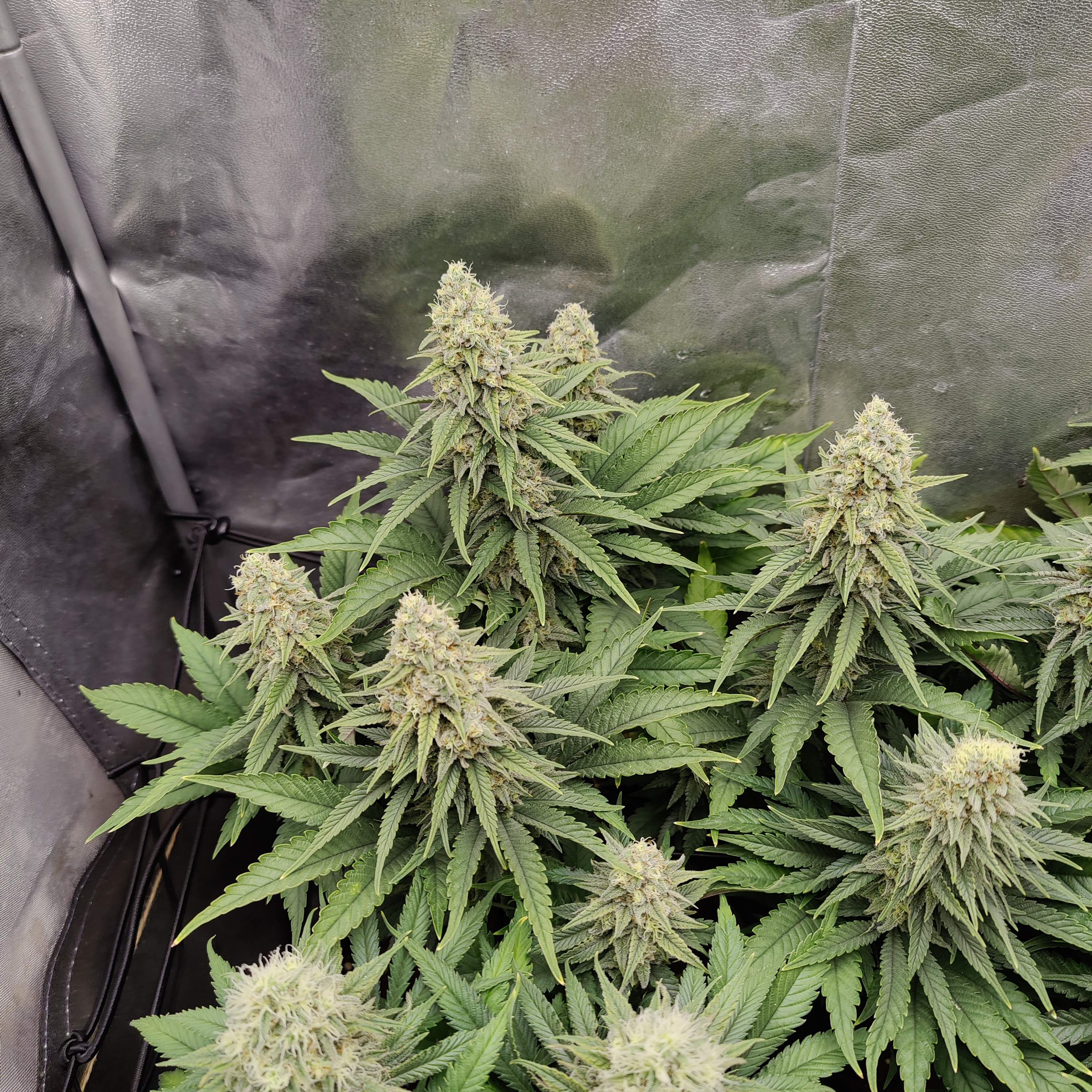 White Label Strawberry Kush grow diary (journal) week13 by MarcXL