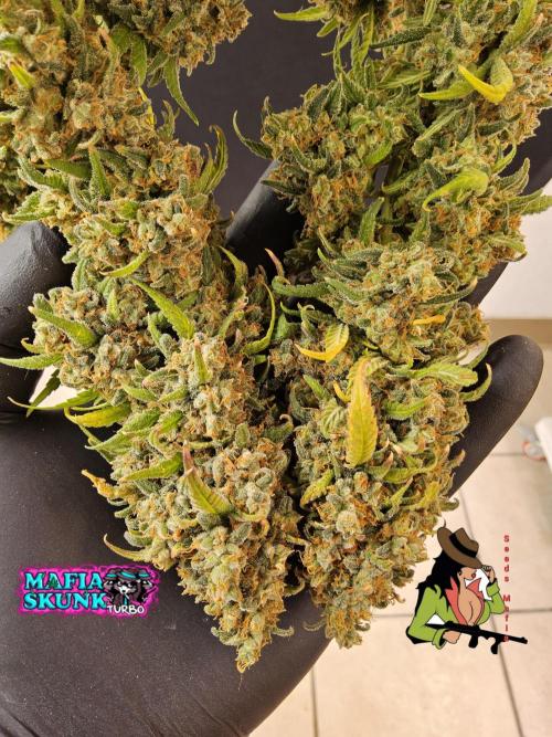 Mafia Skunk. Week 18