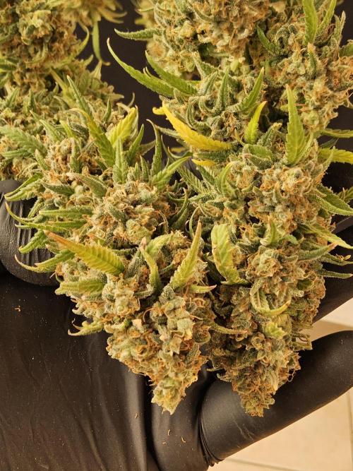 Mafia Skunk. Week 18