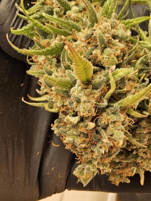 Mafia Skunk. Week 18