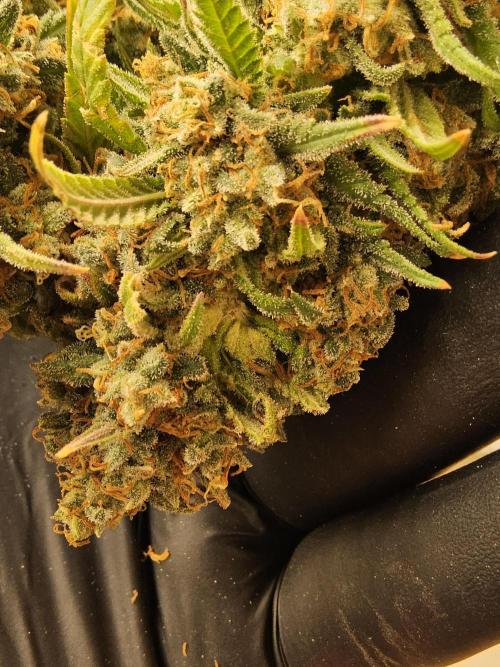 Mafia Skunk. Week 18