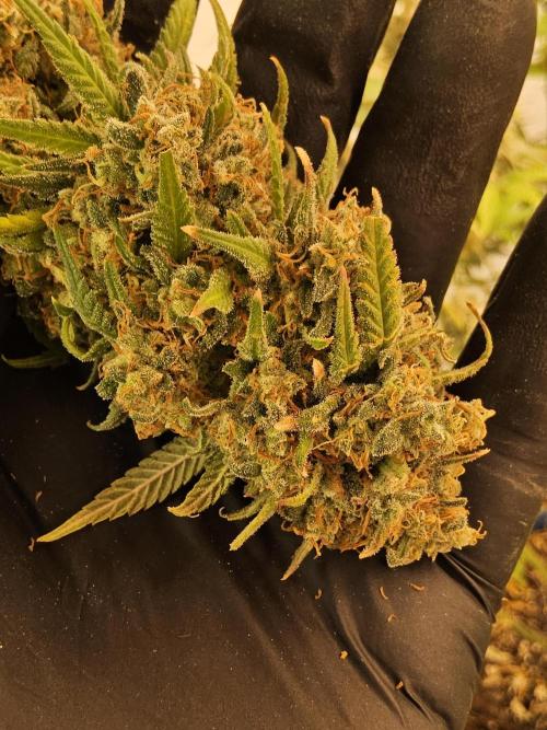 Mafia Skunk. Week 18