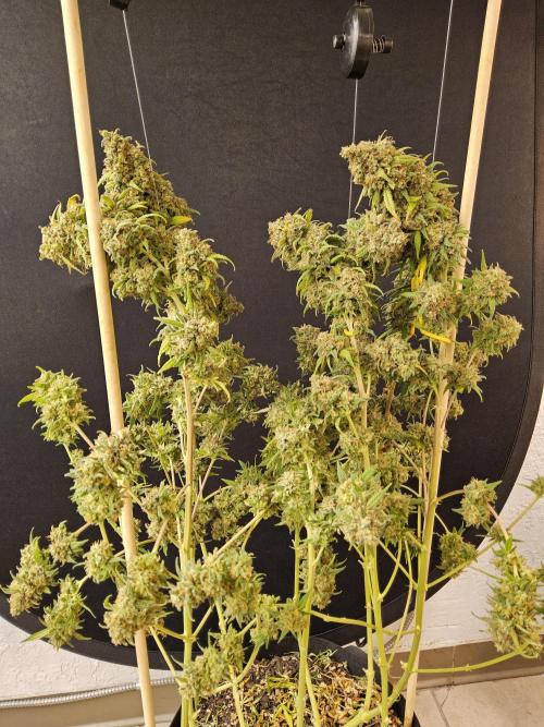 Mafia Skunk. Week 18