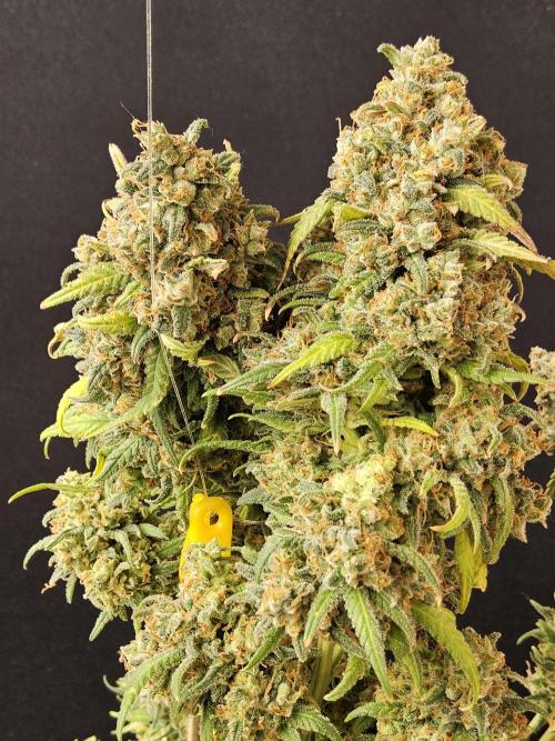 Mafia Skunk. Week 18