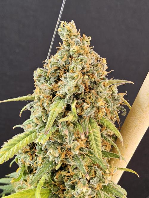 Mafia Skunk. Week 18