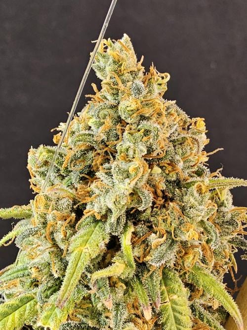 Mafia Skunk. Week 18