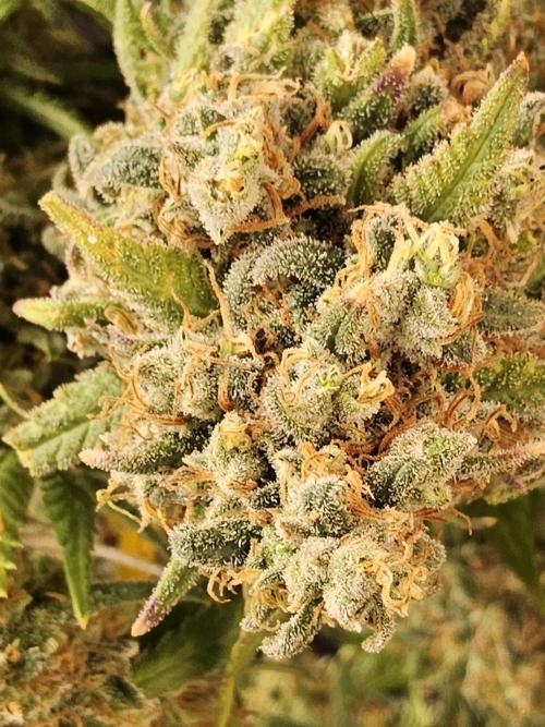 Mafia Skunk. Week 18